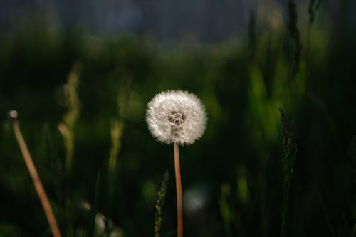 A dandelion in the grass with a white flower