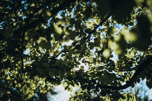 Sun filtering through lush green foliage, creating a serene natural canopy scene.