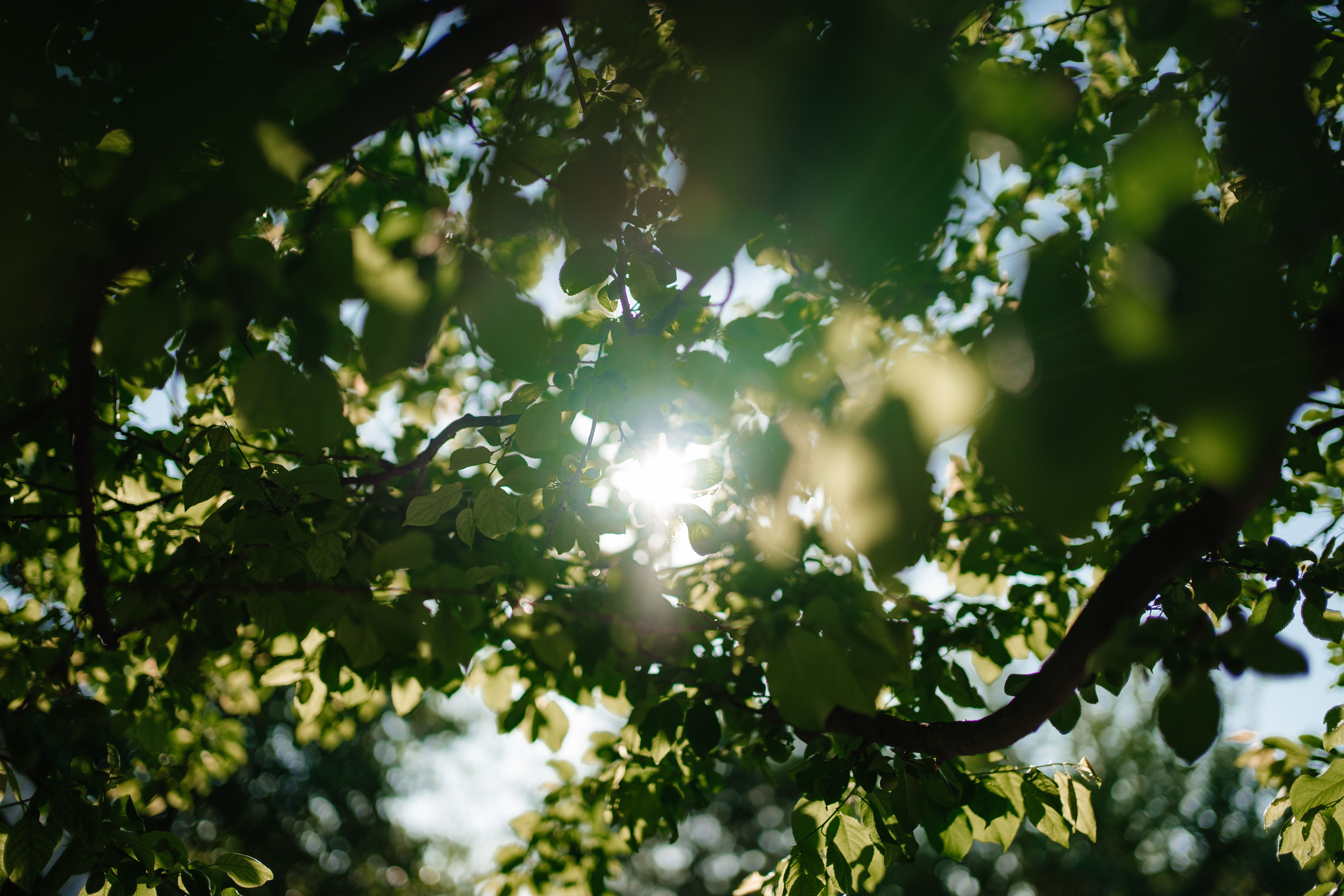 Sunlight filtering through a leafy tree canopy