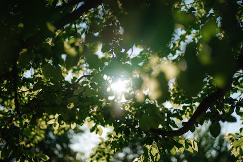 Sun shining through leaves on a tree