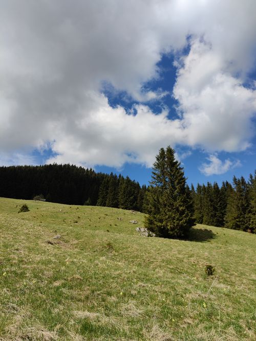 Free Expansive meadow with pine trees under a bright blue sky and fluffy clouds. Stock Photo