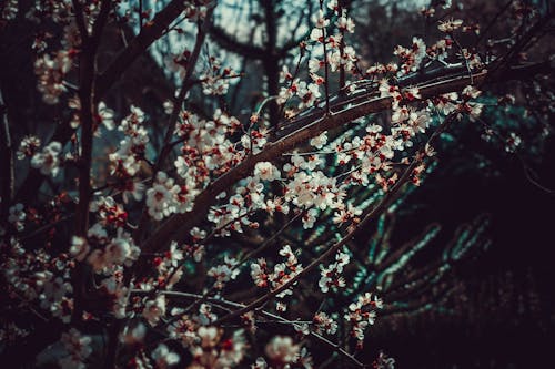 白梅花树照片