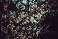 枝头盛开的美丽樱花，捕捉到了春天的精髓