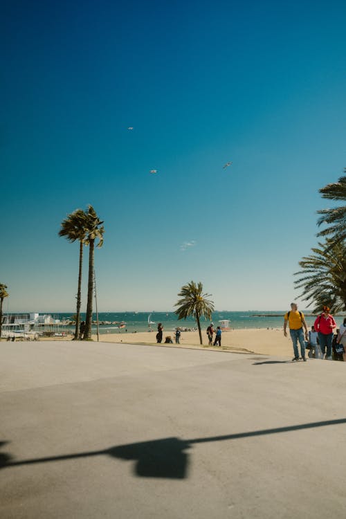 Photos gratuites de amoureux de la plage, arbre, barcelone