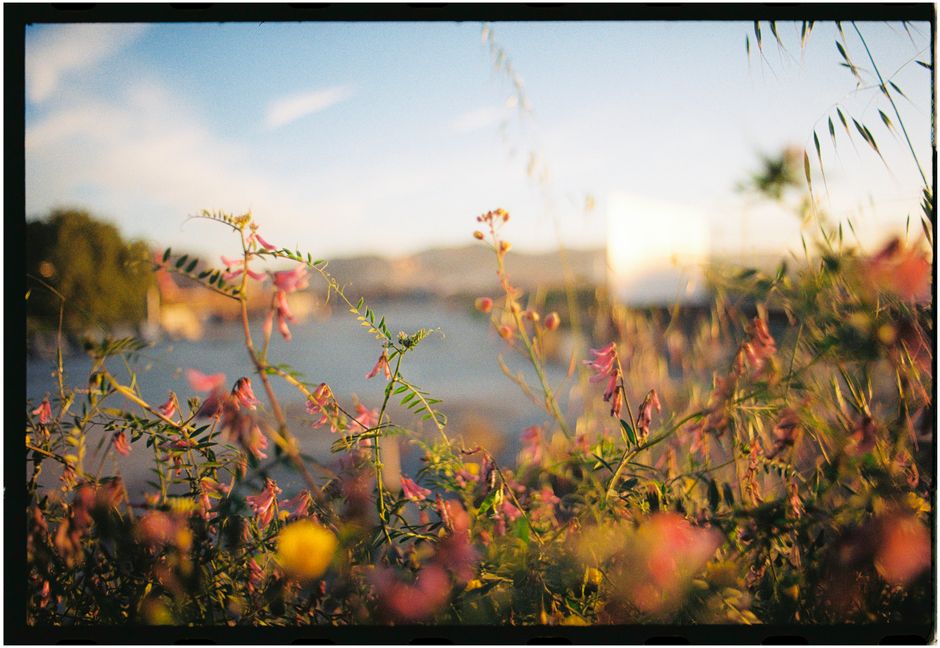 Vibrant blooms near river with distant view of Barcelona at golden hour.