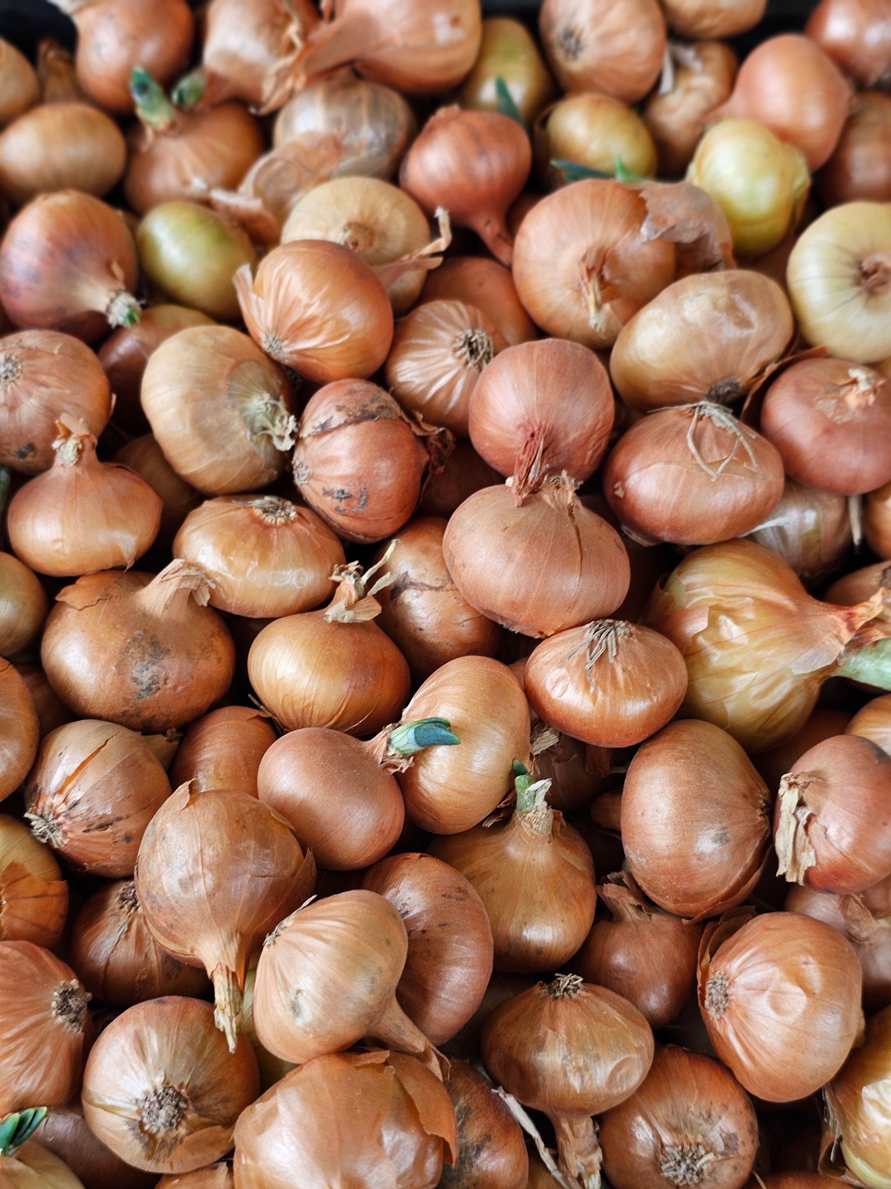A vibrant collection of fresh onions piled up for sale at a local market, showcasing their rich colors and textures.