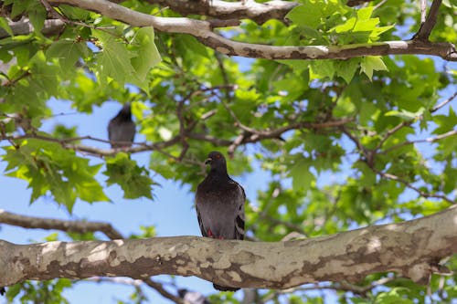 木の枝, 鳥, 鳩の無料の写真素材