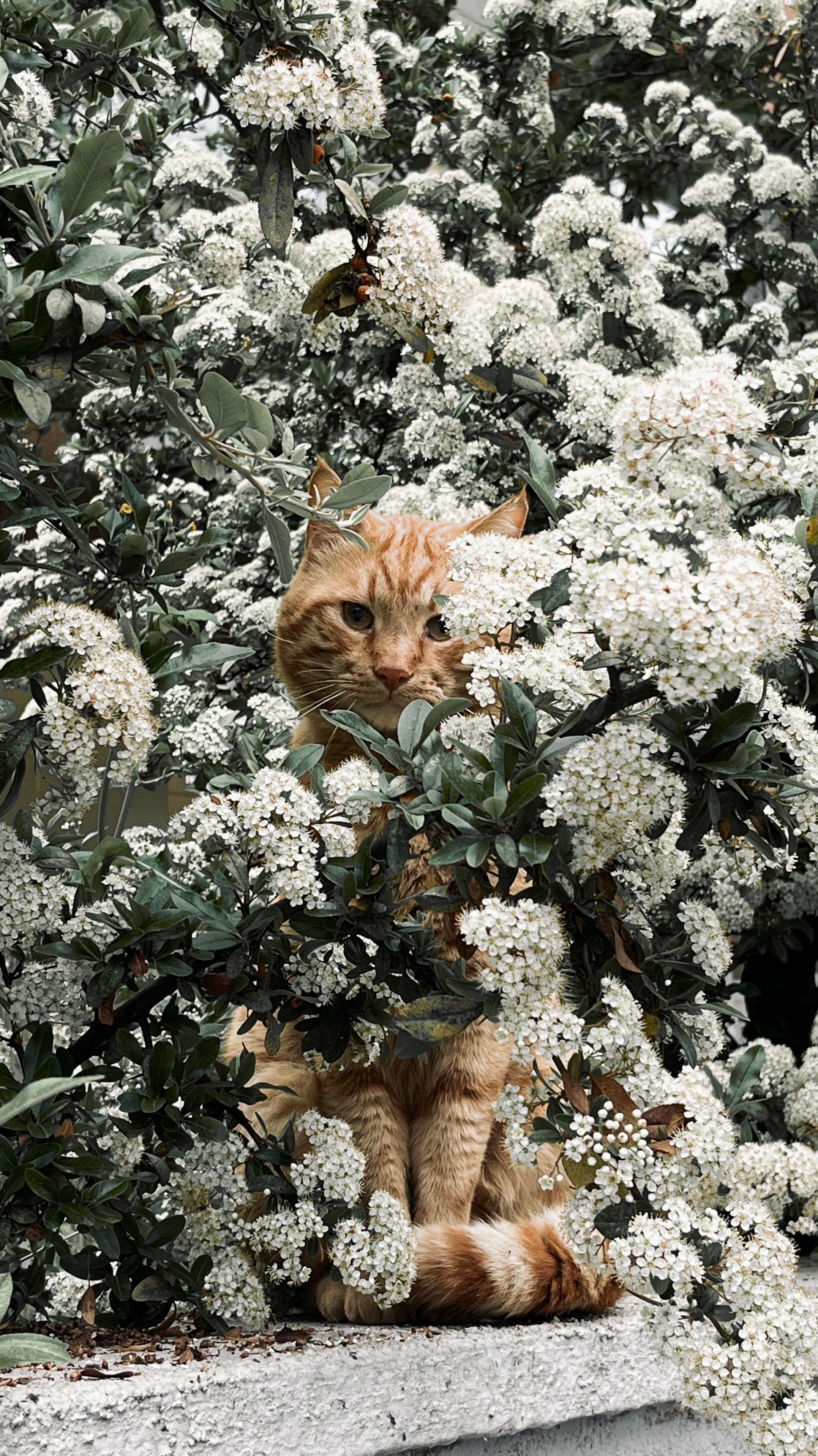 A ginger cat playfully peers through a dense white flower bush, creating a whimsical nature scene.