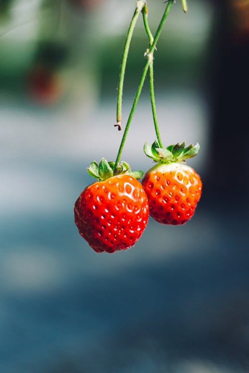 Základová fotografie zdarma na téma bobule, jahoda, jasný