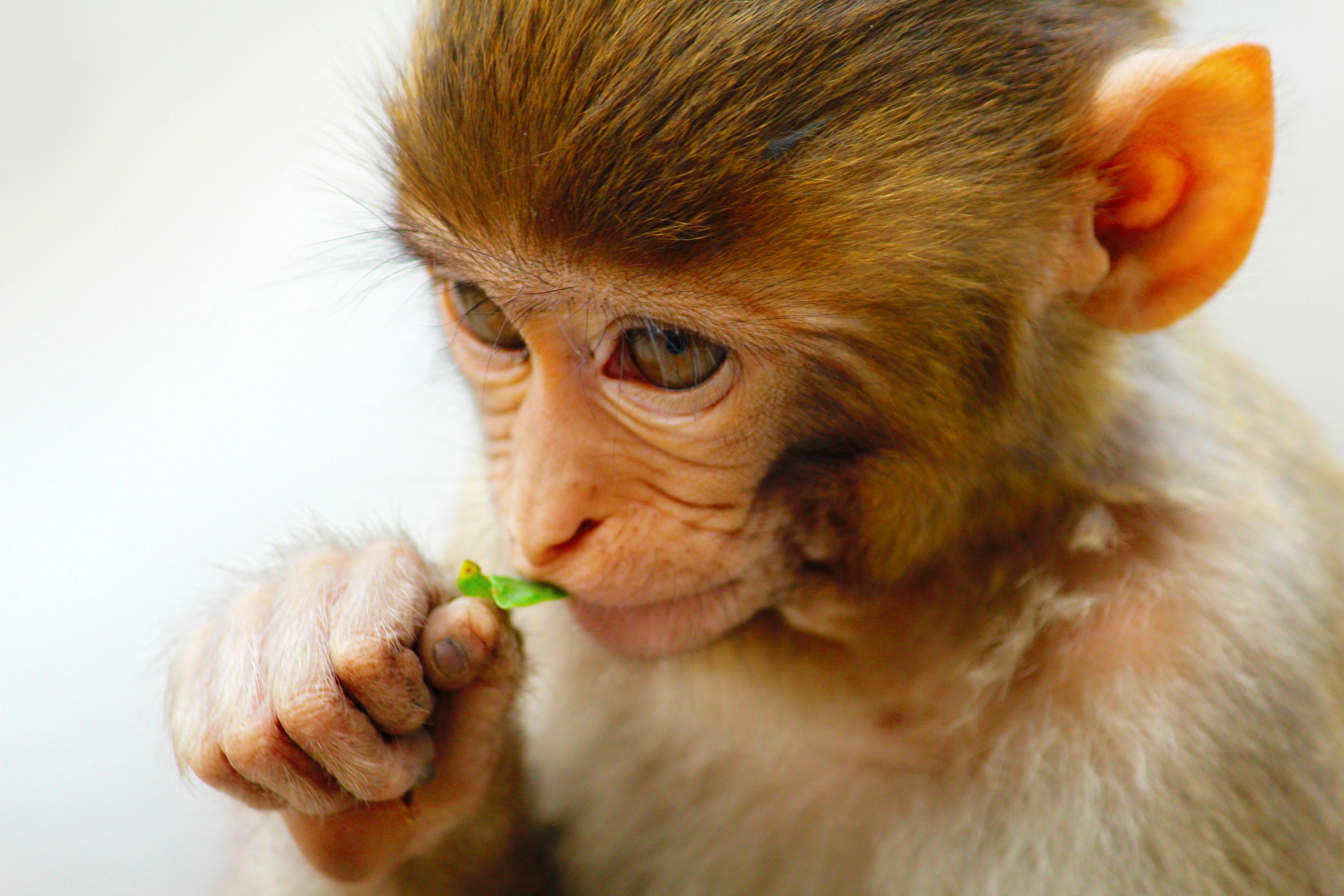 Fundo Macaco Branco Comendo Um Pedaço De Pão Fundo, Uma Criança Macaco  Mostrando A Língua, Foto Fotografia Hd, Cabeça Imagem de plano de fundo  para download gratuito