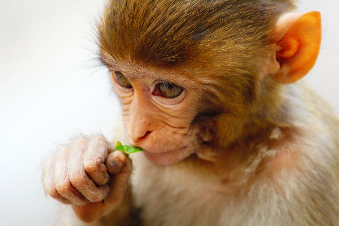 葉を食べる赤ちゃん猿 無料の写真素材