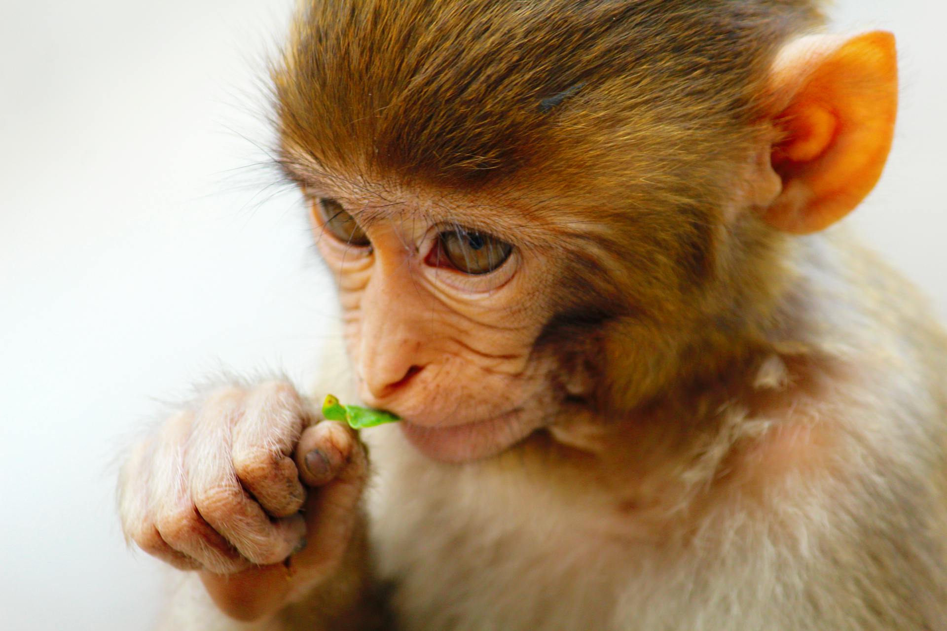 Baby Monkey Eating a Leaf