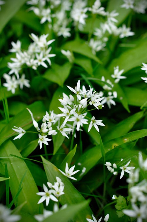 คลังภาพถ่ายฟรี ของ ขาว, ดอกไม้, ดอกไม้สีขาว