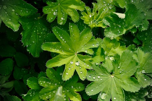 A close up of green leaves with water droplets
