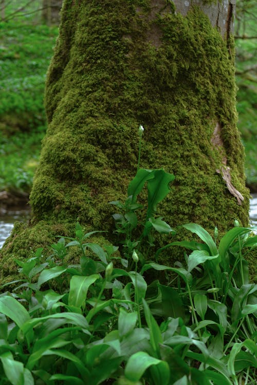 A tree trunk covered in moss and flowers