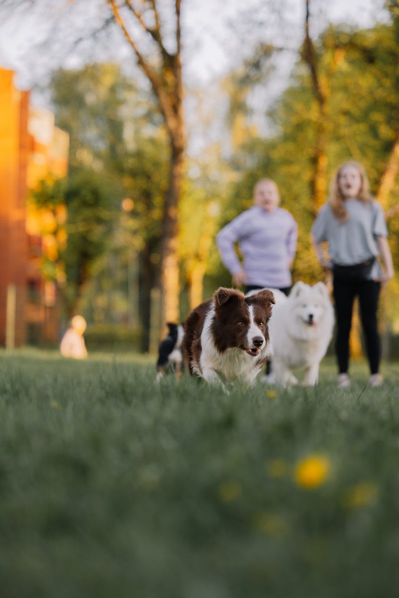 Çayırda birlikte koşuşturan iki farklı ırk köpek