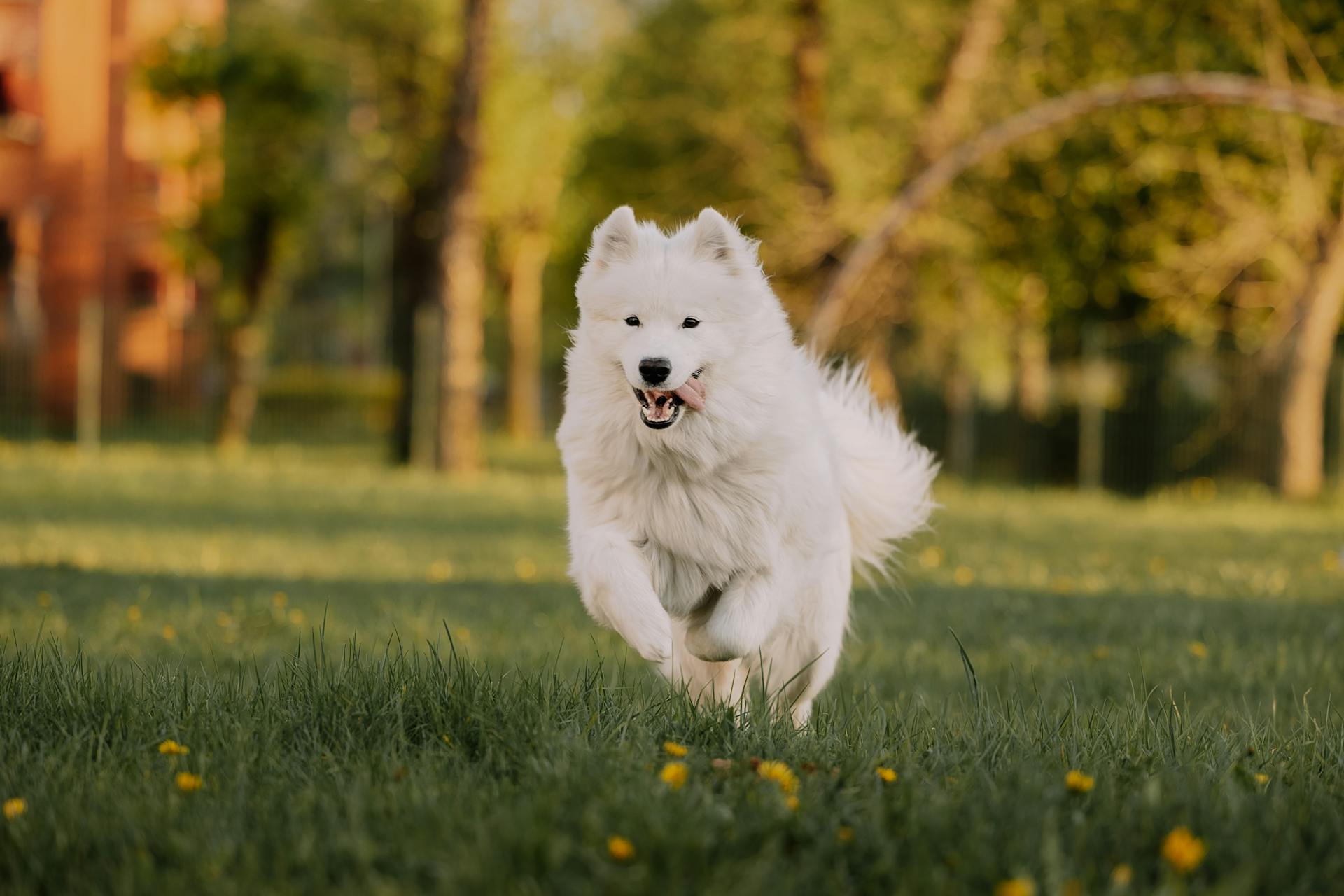 Samoyed Dog Running in Meadow