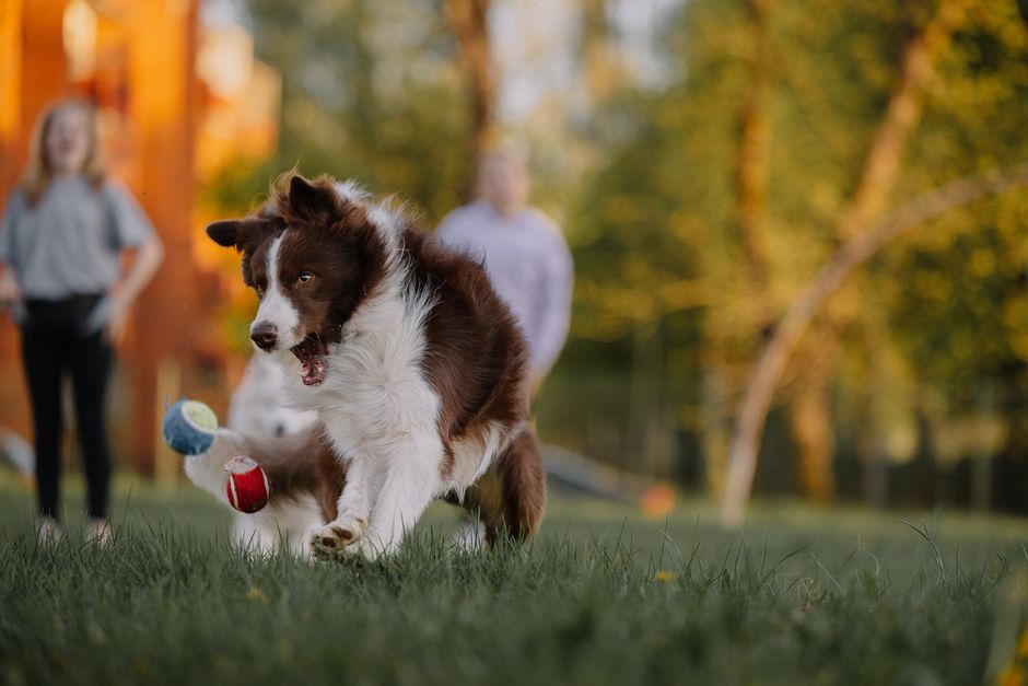 Energetic Border Collie playing fetch with children in a sunny park, capturing a moment of joy and playfulness.