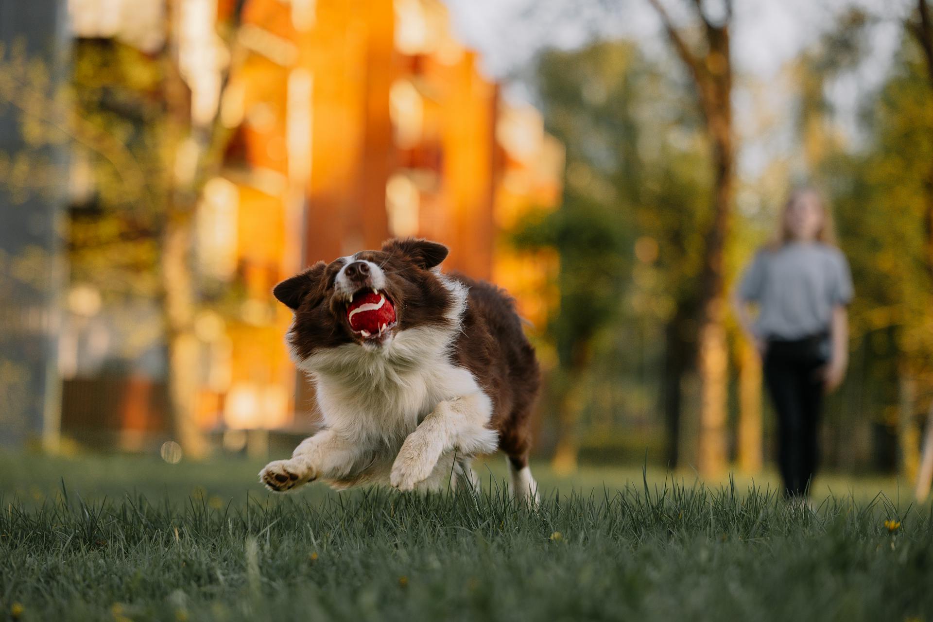 Honden vangen bal