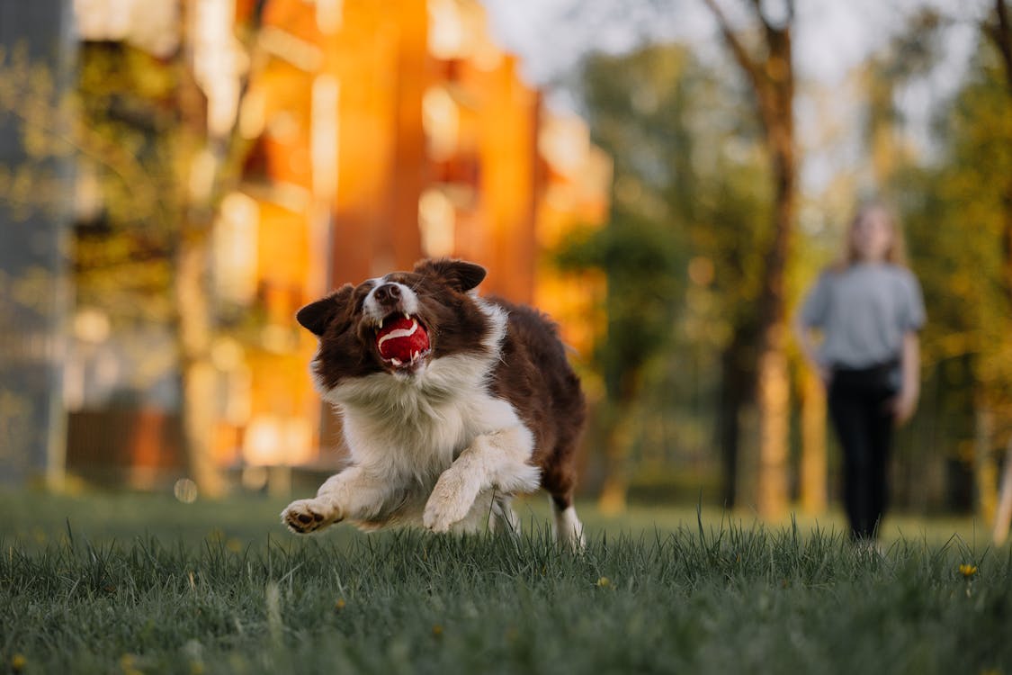 Hund wird gebürstet