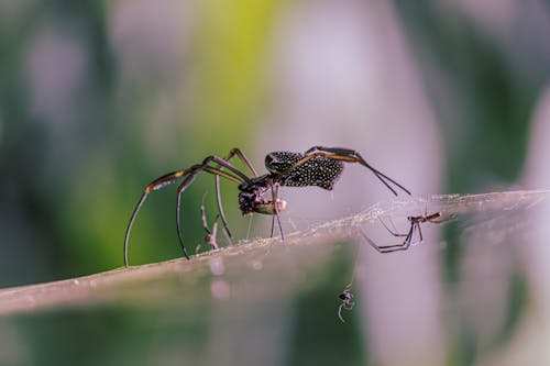 Foto d'estoc gratuïta de a l'aire lliure, animal, aràcnid