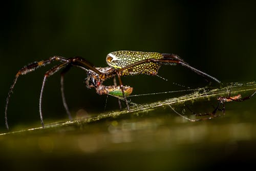 Foto d'estoc gratuïta de a l'aire lliure, abdomen, animal