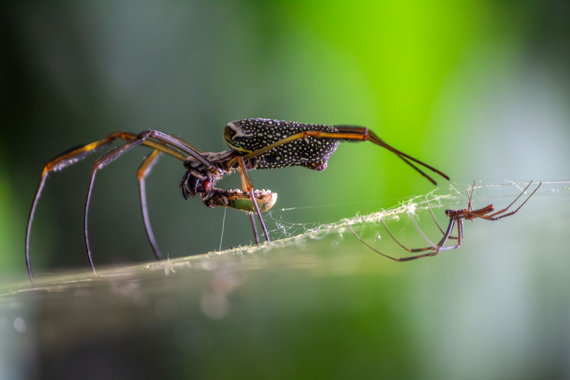 Detailed shot of an orb-weaver spider balancing on its intricate web with a blurred green background.