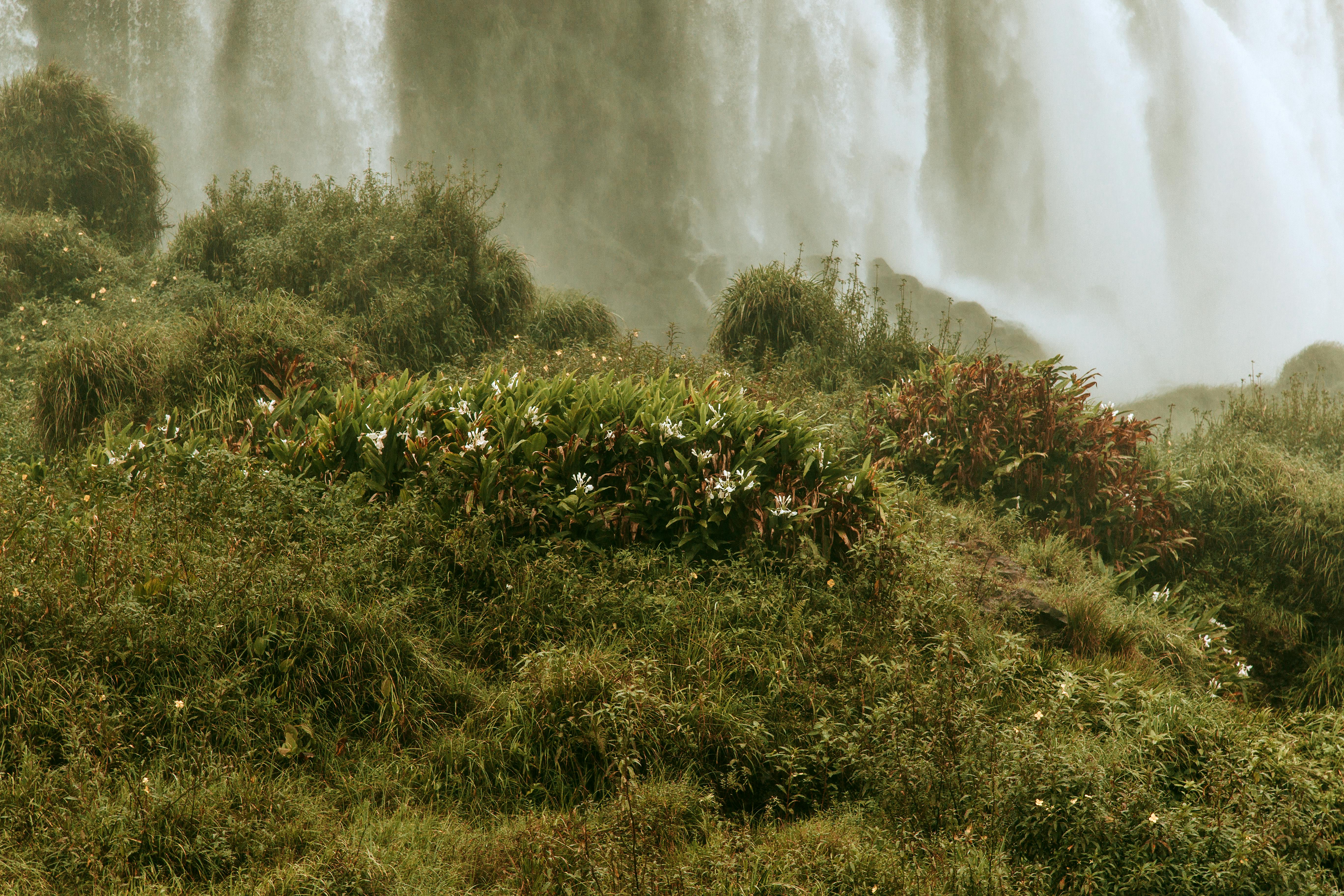 白天，在巴西雄伟的伊瓜苏瀑布附近，郁郁葱葱的植被构成了一幅美丽的景色