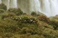 白天，在巴西雄伟的伊瓜苏瀑布附近，郁郁葱葱的植被构成了一幅美丽的景色