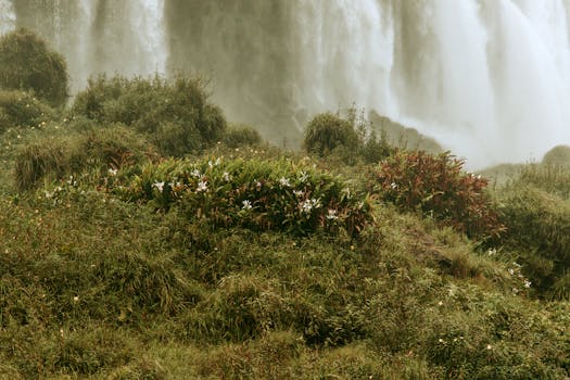 白天，在巴西雄伟的伊瓜苏瀑布附近，郁郁葱葱的植被构成了一幅美丽的景色