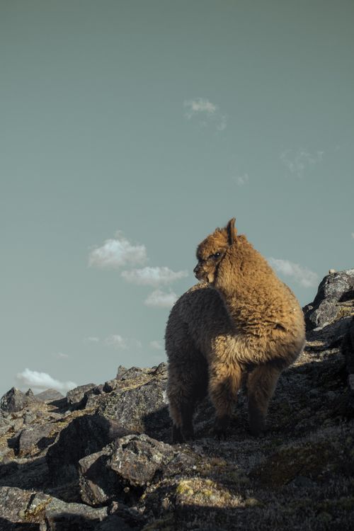Free A llama stands on a rocky hillside under a clear sky in Cusco, Perú, showcasing natural beauty. Stock Photo