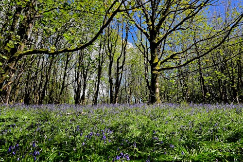 Kostnadsfri bild av blåklockor, skog, träd