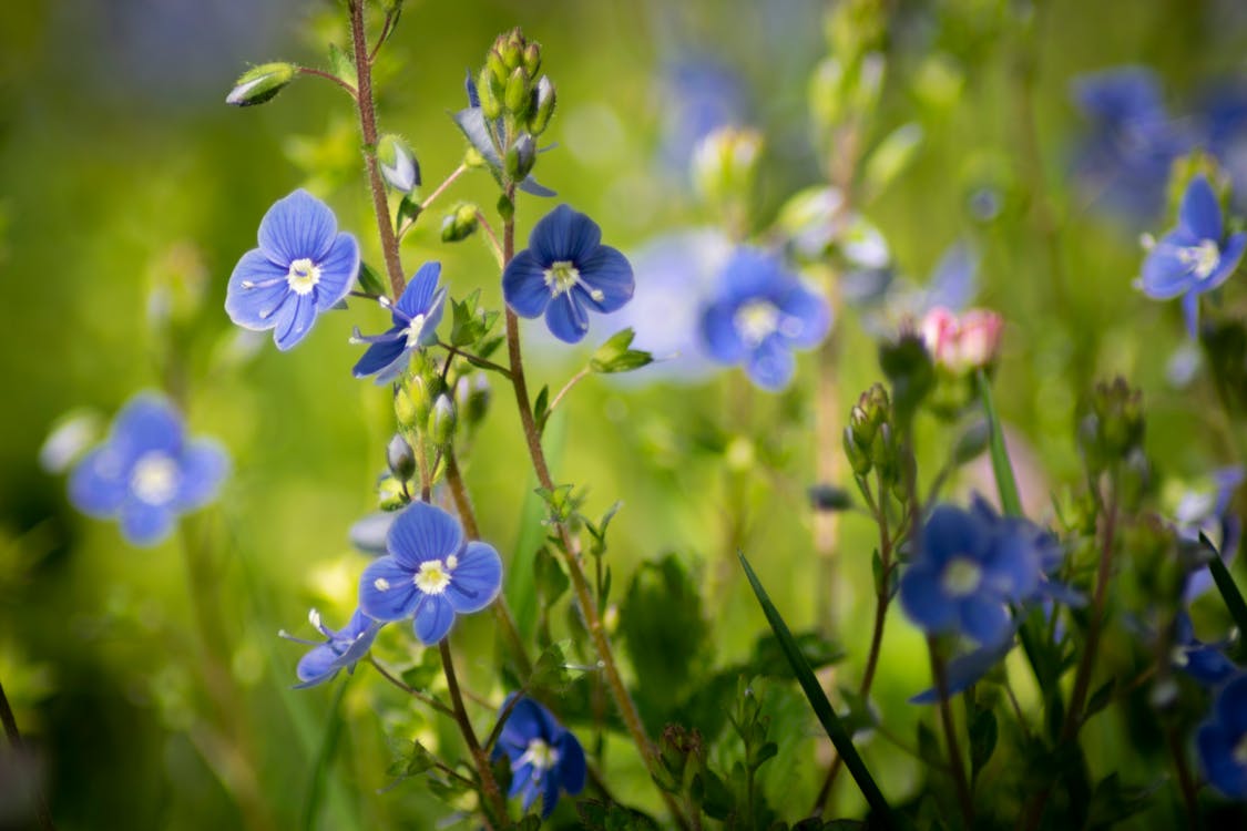 Free stock photo of blue flower, veronica Stock Photo
