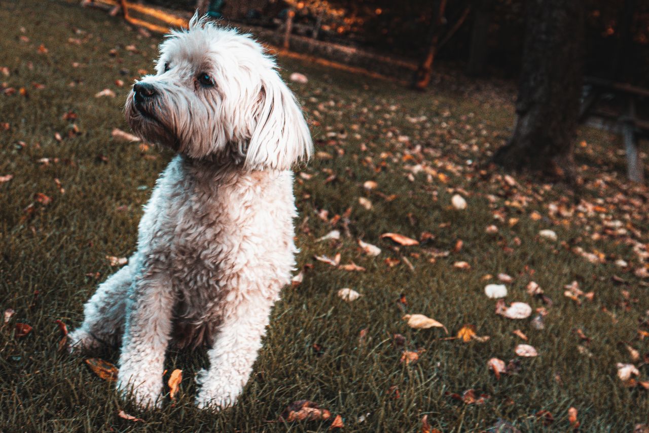 charming fluffy dog sitting on grass surrounded by autumn leaves