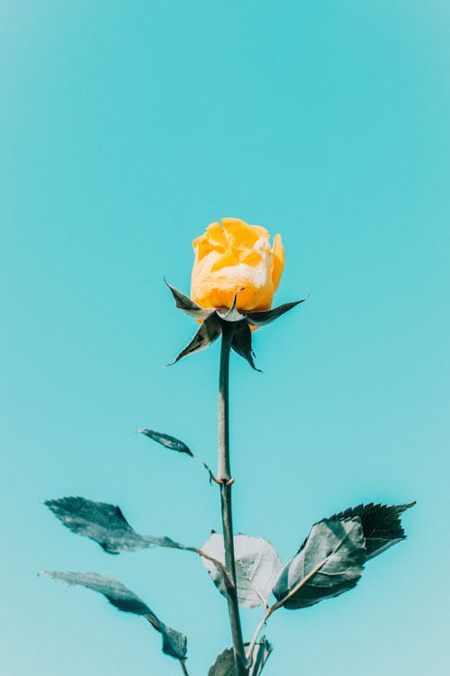 Kostenlos Gelbe Blume über Blauem Himmel Stock-Foto