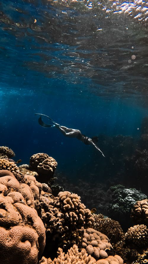 Free Woman freediving over a colorful coral reef in clear tropical waters. Stock Photo