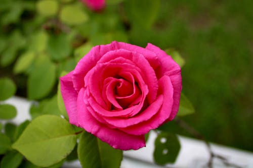 Бесплатное стоковое фото с весна, роза, розовая роза