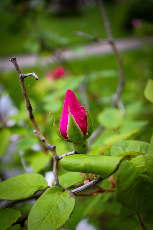 Free stock photo of flower, flower bud, pink
