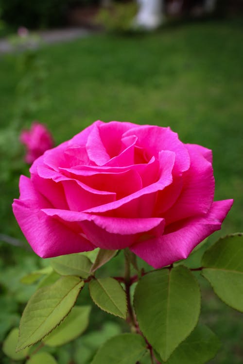 Бесплатное стоковое фото с весенние цветы, роза, розовая роза