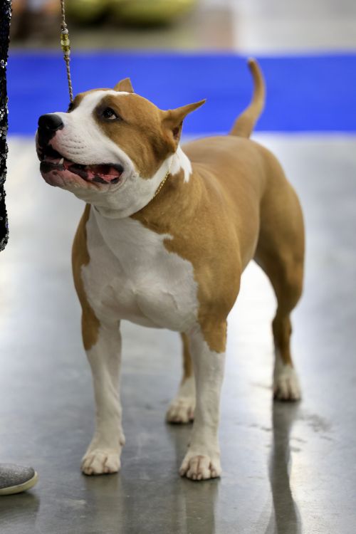 Free American Pit Bull Terrier standing on leash at an indoor dog show, showcasing its strong build. Stock Photo