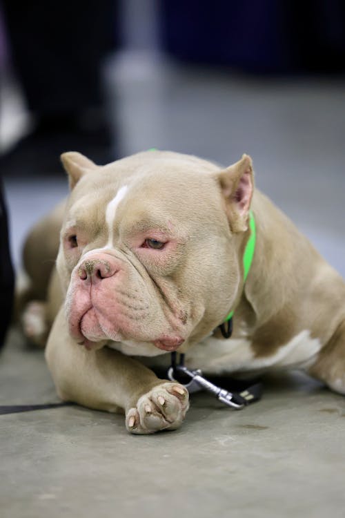 Bully Breed Free Bully Puppies Xl Bully Puppy White Pitbulls For