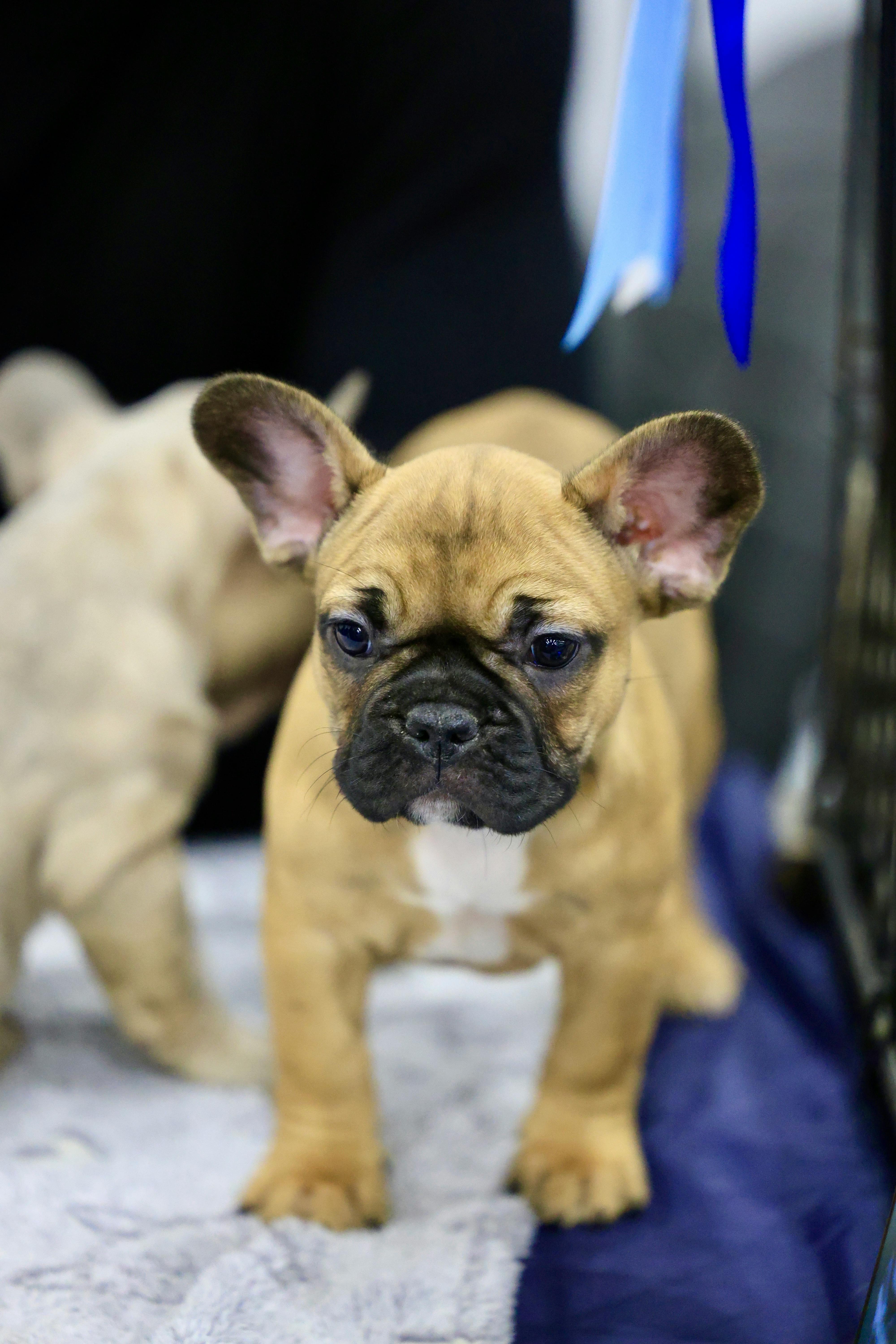 White and Tan English Bulldog Lying on Black Rug · Free Stock Photo