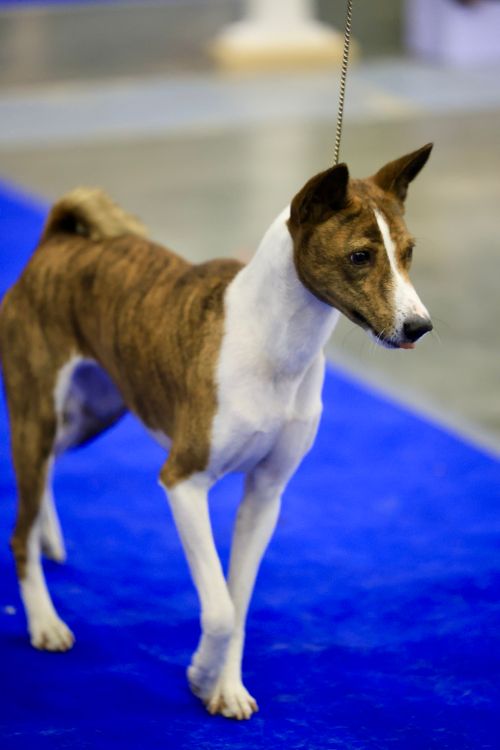 Free A brindle Basenji dog stands attentively on a blue carpet at a dog show. Stock Photo