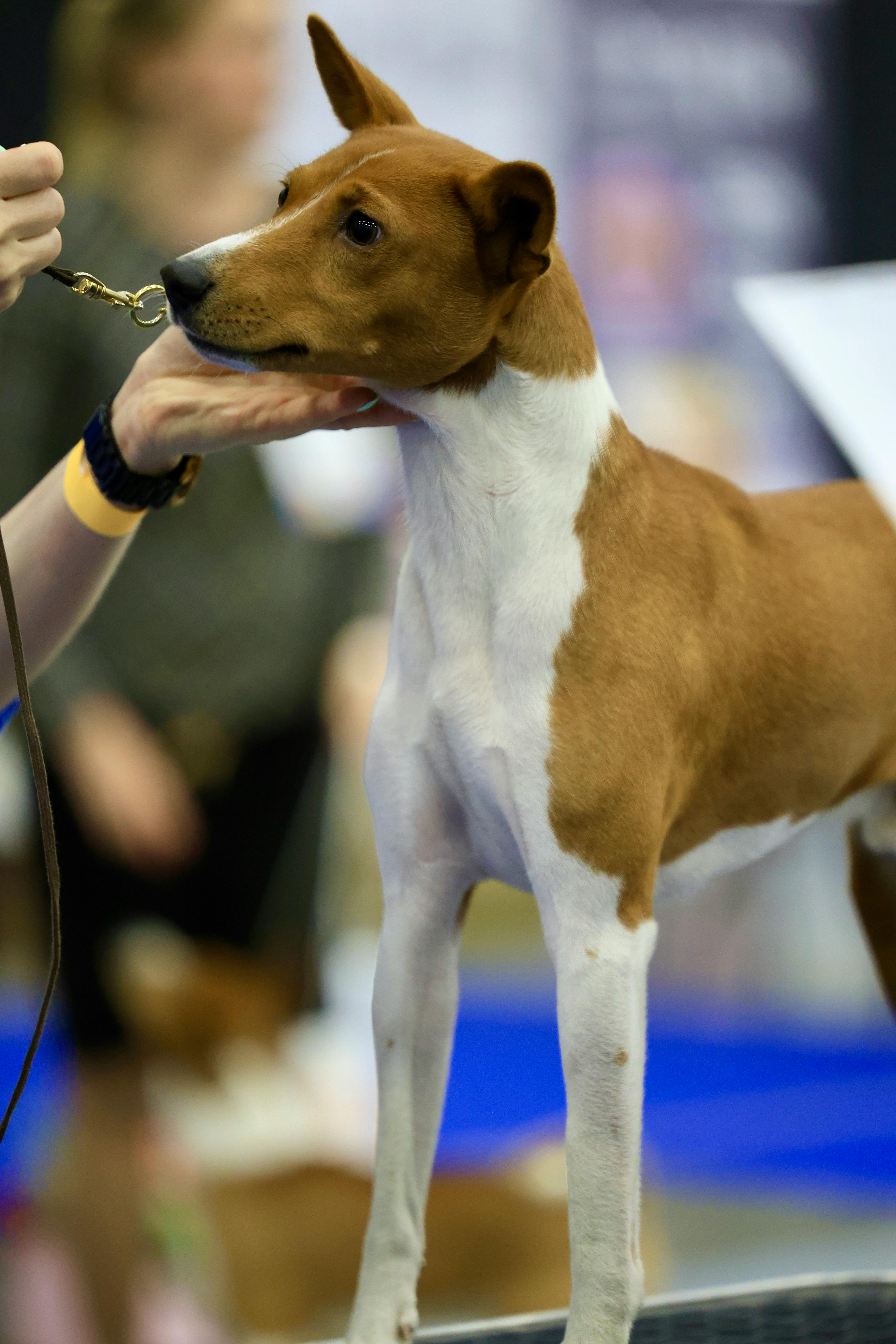 A Basenji dog being held and judged at a dog show, highlighting its features.