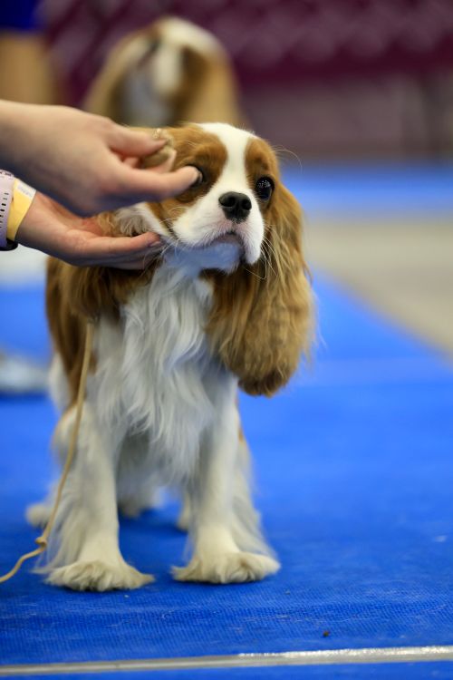 Free Adorable Cavalier King Charles Spaniel being prepared for performance at a dog show. Stock Photo