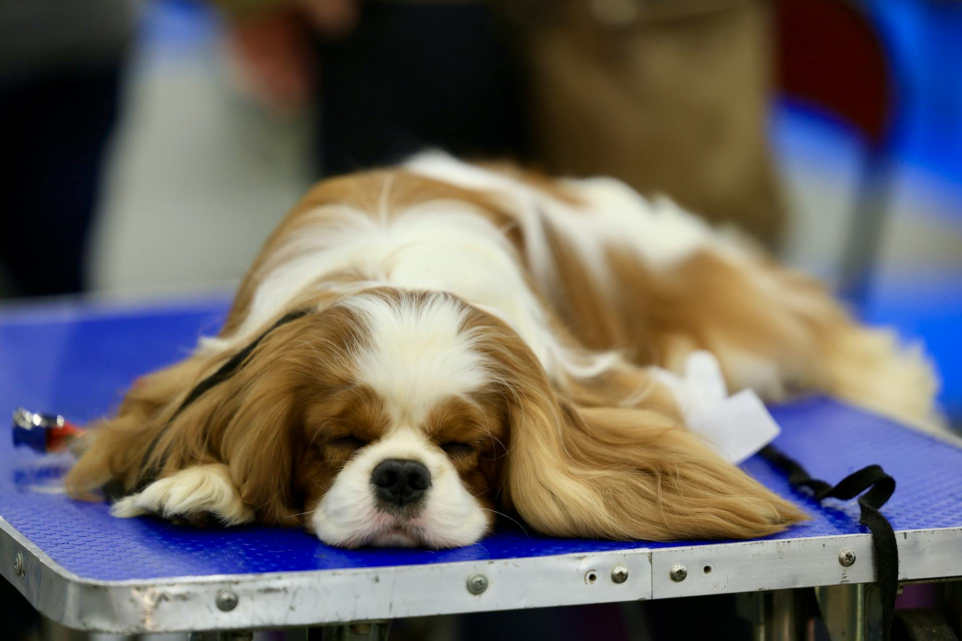 King Charles Spaniel sover på ett bord under en hundutställning