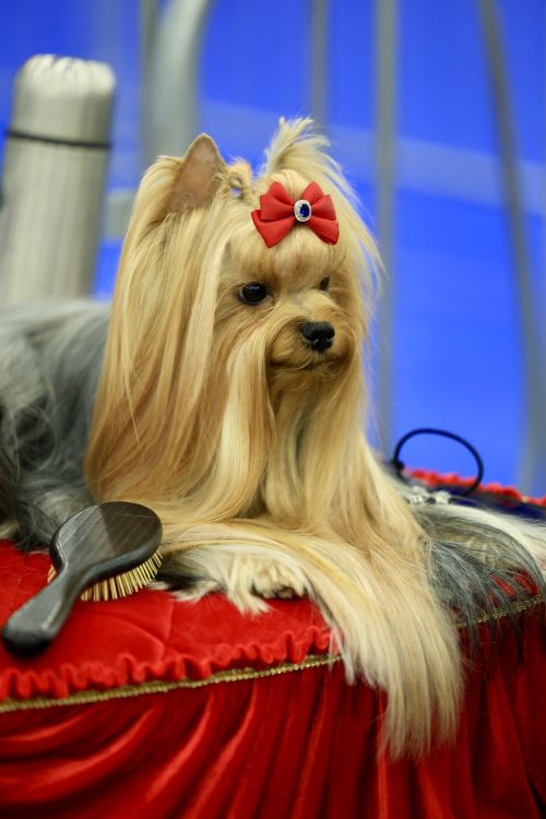 Free Yorkshire Terrier with red bow, resting elegantly on a red cushion, showcasing luxurious grooming. Stock Photo