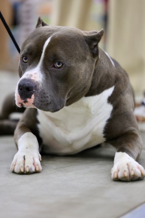 Free A calm pit bull dog lying down, showcasing its expressive eyes in a close-up portrait. Stock Photo