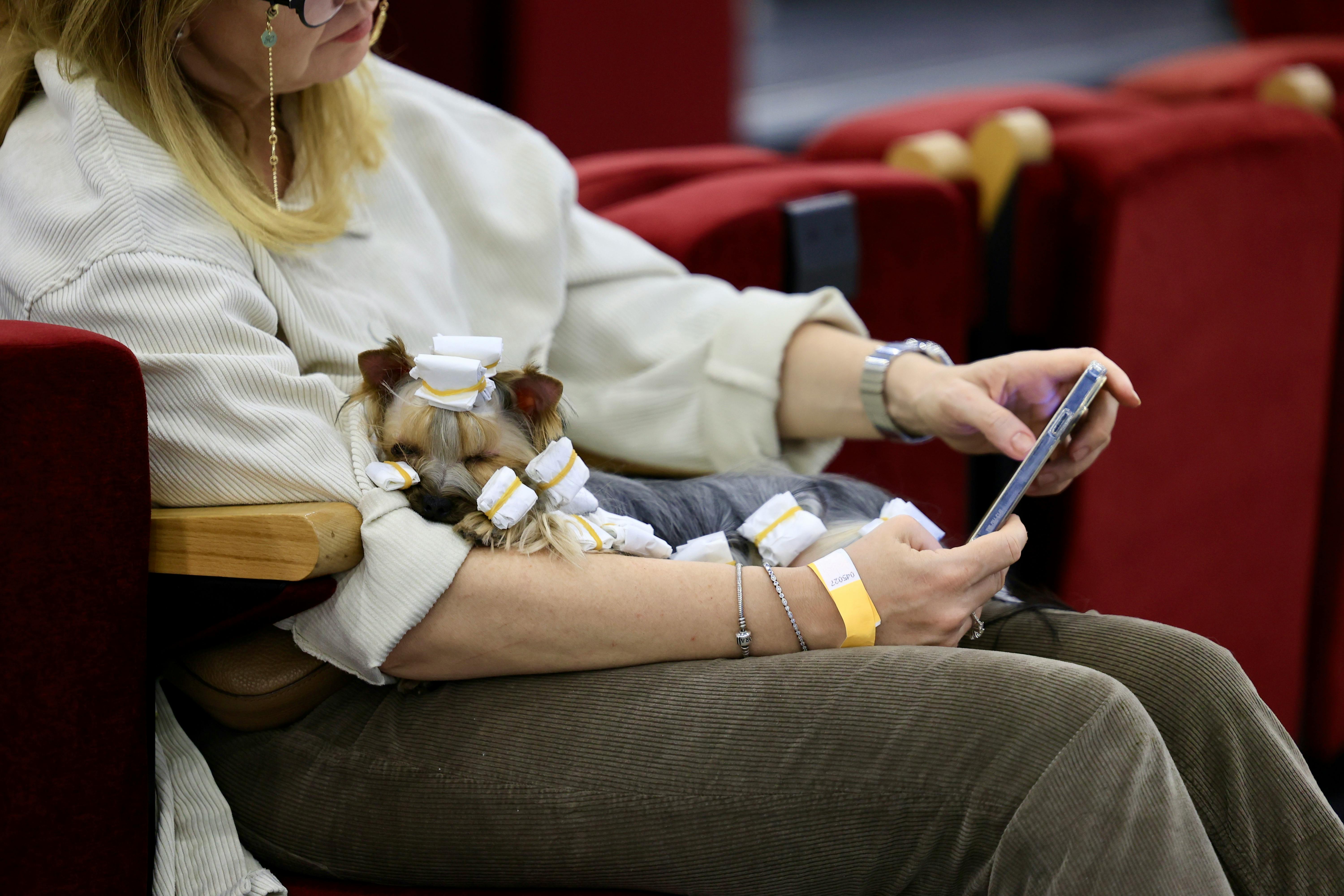 RW GroomX dog grooming expo returns later this month — Photo by Dmitry Ovsyannikov on Pexels