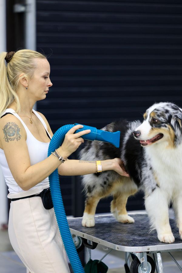 Pet Grooming Services in West Wickham